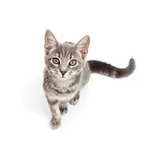 Images Dated 24th September 2016: Grey tabby kitten sitting and looking up