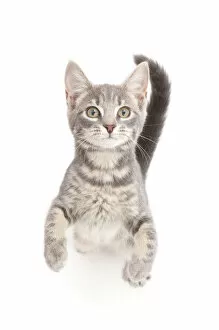 Grey tabby kitten standing and begging
