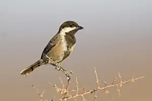 Paridae Prints: Grey tit (Parus afer) perched on thorny branch, Karoo, Western Cape, South Africa