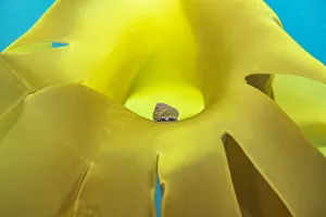 Grey top-shell (Gibbula cineraria) grazing on Golden kelp (Laminaria ochroleuca)