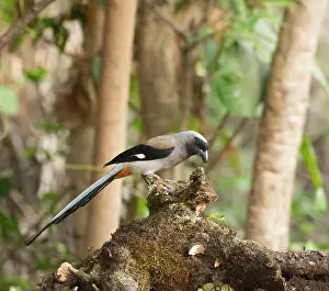 Corvidae Prints: Grey treepie (Dendrocitta formosae) perched on tree stump