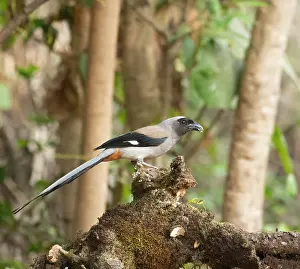 Corvidae Prints: Grey treepie (Dendrocitta formosae) perched on tree stump
