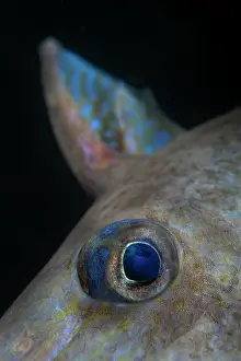 Eyes Prints: Grey triggerfish (Balistes carolinensis) eye detail, Portugal, Atlantic Ocean