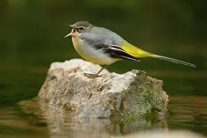 Calling Prints: Grey wagtail (Motacilla cinerea) perched on a stone in a river