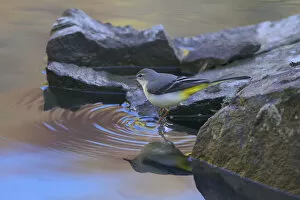 Images Dated 6th October 2011: Grey wagtail (Motacilla cinerea) at waters edge, Gaoligong Mountain National Nature Reserve