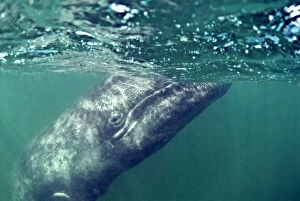 Grey whale calf (Eschrichtius robustus), San Ignacio Lagoon, Baja California, Mexico