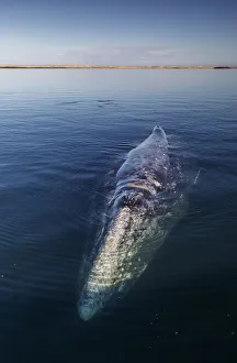 Images Dated 9th February 2018: Grey whale (Eschrichtius robustus), Magdalena Bay, Baja California, Mexico, February
