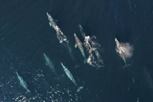 Images Dated 9th September 2020: Grey whale (Eschrichtius robustus) pod migrating north, aerial view