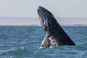 Grey whale (Eschrichtius robustus) breaching, San Ignacio Lagoon, El Vizcaino Biosphere Reserve