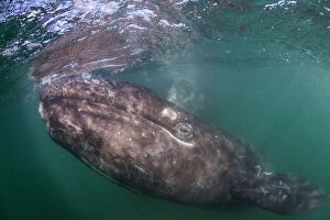 Images Dated 2nd March 2016: Grey whale (Eschrichtius robustus) calf, San Ignacio Lagoon, El Vizcaino Biosphere Reserve