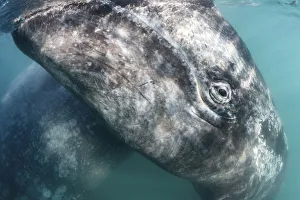 Catalogue9 Prints: Grey whale (Eschrichtius robustus) calf at ocean surface, with its mother visible