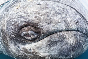 Grey whale (Eschrichtius robustus) eye, Magdalena Bay, Baja California, Mexico, February