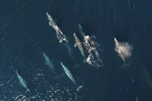 Eschirchtius Prints: Grey whale (Eschrichtius robustus) pod migrating north, aerial view