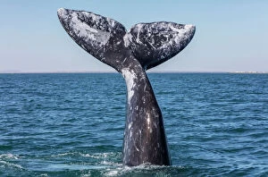 Central America Collection: Grey whale (Eschrichtius robustus) tail, San Ignacio Lagoon, El Vizcaino Biosphere Reserve