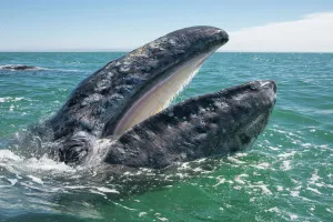 Grey whale (Eschrichtius robustus) at water surface with mouth open showing baleen plates