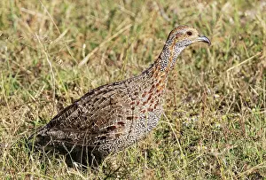 Sub Tropical Prints: Grey-winged francolin (Scleroptila afra) standing in grassy edge of track