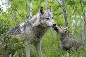 Affectionate Gallery: Grey wolf (Canis lupus), adult with cub, captive, USA
