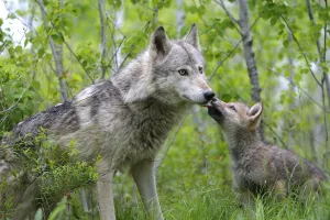 Images Dated 25th May 2009: Grey wolf (Canis lupus), adult with cub, captive, USA