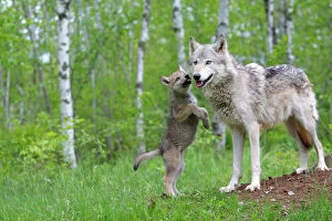 Carnivora Gallery: Grey wolf (Canis lupus) adult greeted by cub, captive, USA