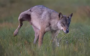 Wolf Prints: Grey wolf (Canis lupus) alpha-male, scent marking it's territory, Finland. August