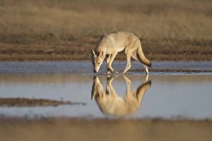 Grey wolf (Canis lupus) Astrakhan Steppe, Southern Russia