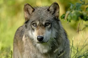 Grey wolf (Canis lupus), captive France captive, France