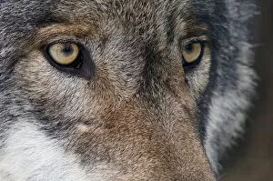 Images Dated 12th February 2010: Grey wolf (Canis lupus) close up portrait, captive
