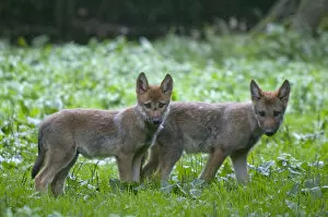 Two Grey wolf (Canis lupus) cubs standing together in green vegetation, captive