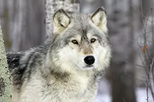 Carnivora Gallery: Grey Wolf (Canis lupus), in forest, captive, USA