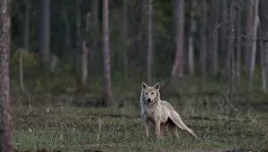 Images Dated 19th June 2008: Grey wolf (Canis lupus) in forest at night, Finland, July