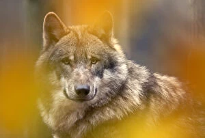Grey wolf (Canis lupus) head portrait, viewed through autumn colours, captive