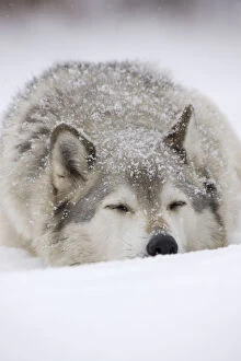 Images Dated 8th January 2010: Grey Wolf (Canis lupus) head portrait of male, sleeping in snow, Captive