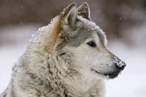 Images Dated 8th January 2010: Grey Wolf (Canis lupus) head portrait of male, lying in snow, Captive