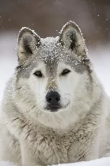 Grey Wolf (Canis lupus) head portrait of male, in snow, Captive