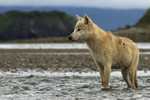 Images Dated 27th July 2012: Grey wolf (Canis lupus) Katmai National Park, Alaska, USA, August
