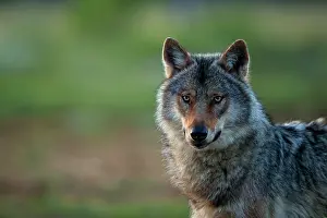 Wolf Prints: Grey wolf (Canis lupus) male, portrait, Kuhmo, Finland, June