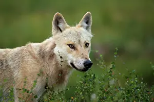 Wolf Prints: Grey wolf (Canis lupus) male, standing in swampland in boreal forest, Kuhmo, Finland. July
