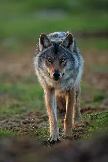 Nordic Countries Prints: Grey wolf (Canis lupus) male, walking along track in marshland, Finland. June