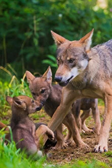 Images Dated 13th July 2016: Grey wolf (Canis lupus) mother and two month cubs, captive