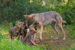 Grey wolf (Canis lupus) mother and two month old cubs, pups begging for food by licking