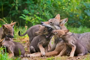 Affection Gallery: Grey wolf (Canis lupus) mother and two month old cubs, pups begging for food by licking