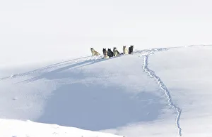 Christmas Prints: Grey wolf (Canis lupus) pack resting on a snow ledge