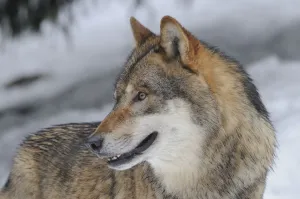 Wolves Prints: Grey wolf (Canis lupus) portrait