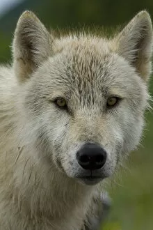Images Dated 6th August 2012: Grey wolf (Canis lupus) portrait, Katmai National Park, Alaska, USA, August