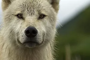 Grey wolf (Canis lupus) portrait, Katmai National Park, Alaska, USA, August