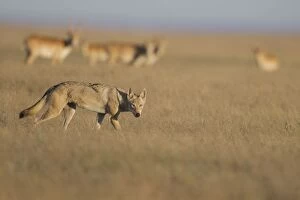 Grey wolf (Canis lupus) with Saiga antelope (Saiga tatarica) in the background
