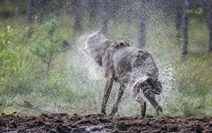 Wolf Prints: Grey wolf (Canis lupus) shaking fur dry after swimming, Finland. August