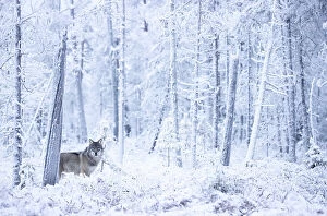 Cool Coloured Woodlands Collection: Grey wolf (Canis lupus) standing among trees in snow-covered forest, Finland. November