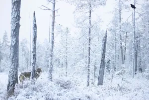 Christmas Prints: Grey wolf (Canis lupus) standing among trees in snow-covered forest, Finland. November