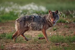 Wolf Prints: Grey wolf (Canis lupus) trotting across a marshy clearing in boreal forest